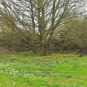 Spring 2020 Roselea corner mk 2