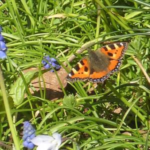 Spring 2020 Small Tortoiseshell