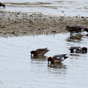 Spring 2020 Wigeon feeding