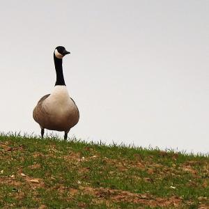 Spring 2020 aving a gander