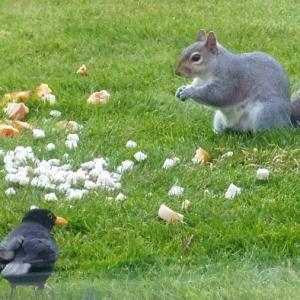 Squirrel thief 2