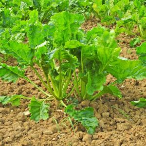Sugar beet 2