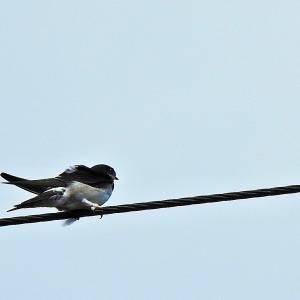Swallow