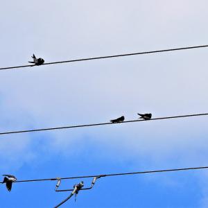 Swallows 3 2