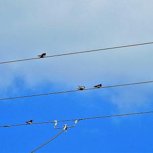 Swallows 4