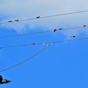 Swallows 5