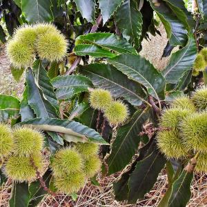 Sweet Chestnut 