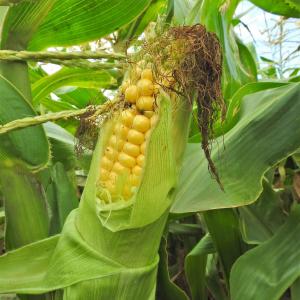 Sweetcorn 