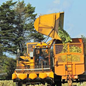 Sweetcorn Harvest 2 