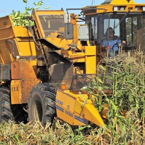 Sweetcorn Harvest
