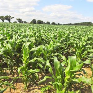 Sweetcorn