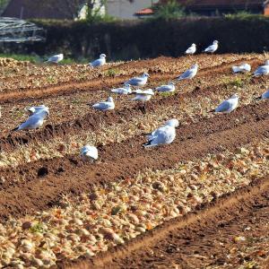 Tasty snacks between the rows
