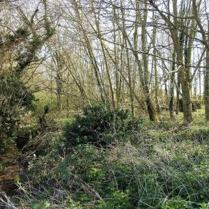 The Rookery 