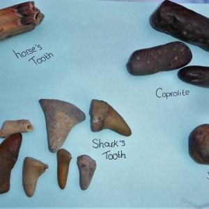 Thorpe Bay Fossils 2