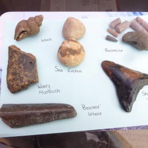 Thorpe Bay Fossils