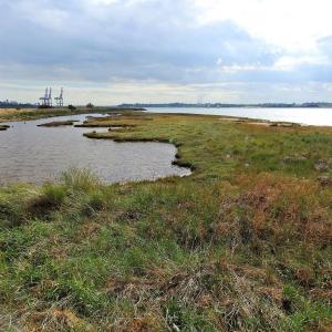 Thorpe Bay Salt marsh 
