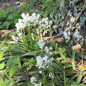 Three Cornered Leek