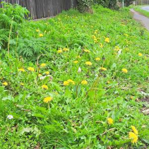 Verge Howlet Way