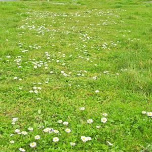 Verge by Old Kirton Road