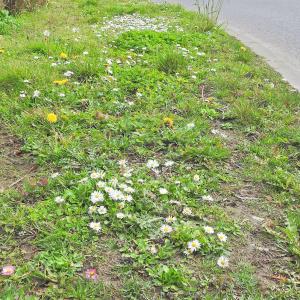 Verge by roundabout