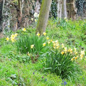 Verge on Grimston Lane