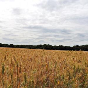 Wheat Durum