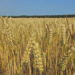 Wheat ripe 3