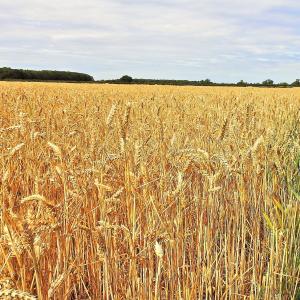 Wheat