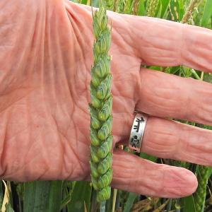 Wheat2