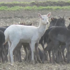 White Deer 2 by kind permission of Rebecca Atherstone 010