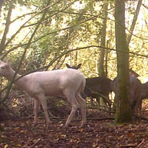 White Deer A Rare Sight