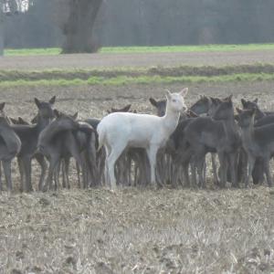 White Deer and companions by kind permission of Rebecca Atherstone 008