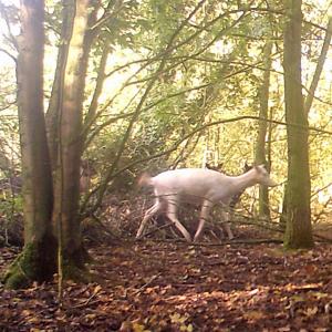 White Deer in Woodland