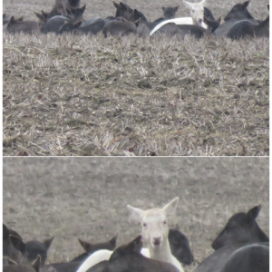 White deer keeping watch