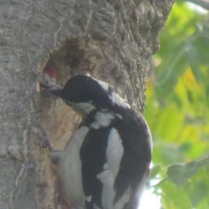 Woodpecker hard at work 011