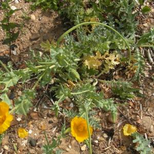 Yellow horned Poppy Copy