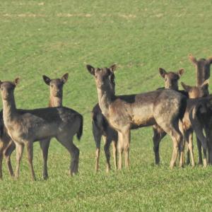 deer March 2022