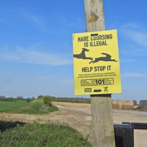 hare coursing poster