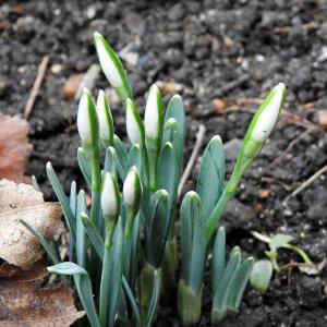 snowdrop